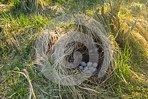 Mallards nest, Clutch of nine white eggs