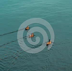 Mallards in open water