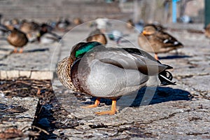 Mallards in Orebro city center standing near river