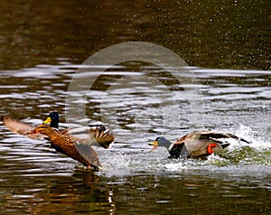 Mallards in the pond