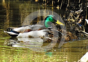 Mallards are the predecessors of all domestic ducks