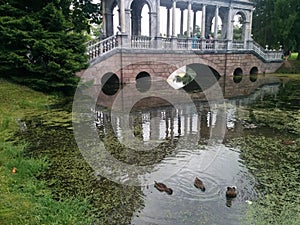 Mallards in Pushkin Park, St Petersburg, Russia