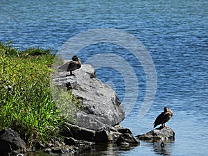 Mallards relax on the shore of Owasco Lake FingerLakes