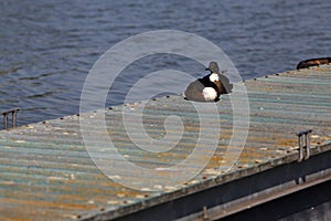 Mallards resting on a pier