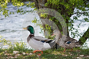 Mallards on the river bank