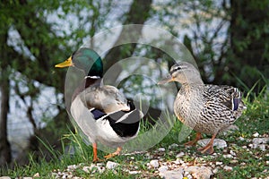 Mallards on the river bank