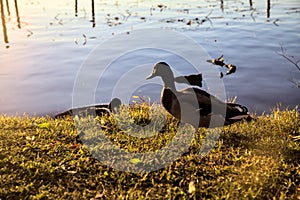 Mallards by the shore of a river at twilight