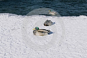 Mallards in the snow. Birds in nature.