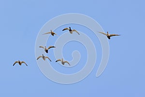 Mallards and spot-billed ducks in flying