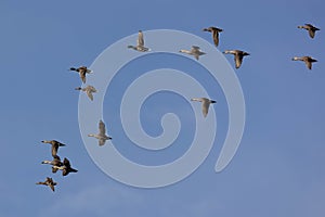 Mallards and spot-billed ducks in flying