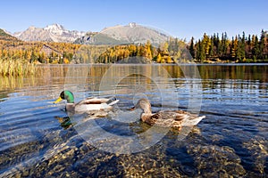 Mallards in Strbske Pleso in National Park of High Tatras