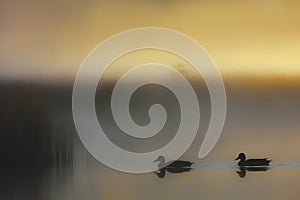 Mallards swimming on a foggy pond