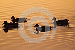 Mallards swimming in a lake
