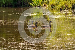 Mallards swimming on pond in Summer