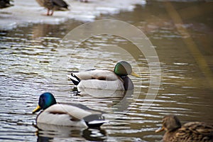 Mallards swimming in the river