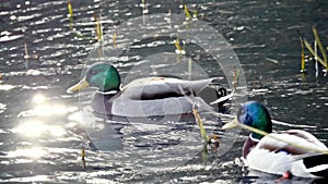 Mallards swimming in sun speckled water.