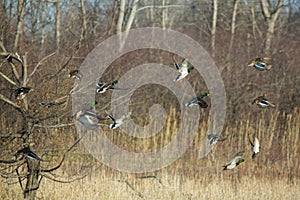 Mallards Taking Flight.