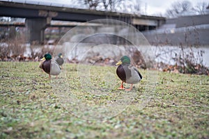Mallards by the thames