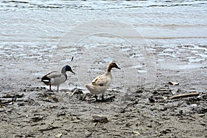 Mallards