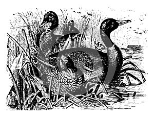 Mallards vintage illustration