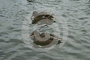 Mallards on the water