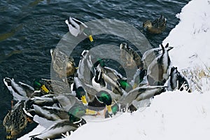 Mallards in the water. Feeding birds in winter.