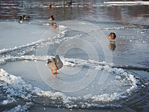 Mallards wild ducks on thin ice