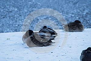 Mallards in the winter day