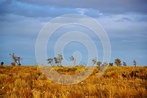 Mallee Desert