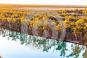 Mallee eucalyptuses reflecting in calm water.