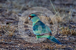 Mallee Ringneck Parrot in Queensland Australia