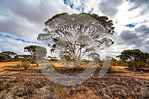 Mallee scrub on Nullarbor Plain of Western Australia