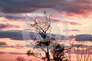 Mallee Sunset