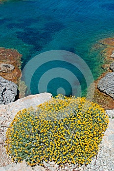 Mallorca, Majorca, Balearic Islands, Spain, Mediterranean Sea, cove, bay, nature, landscape, secret place, desert, beach, flowers