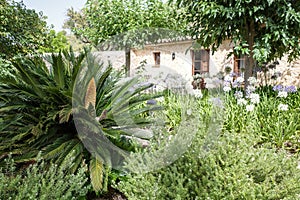 Mallorca, Spain - 10 July, 2023: Lush tropical gardens at an Agroturismo hotel in Mallorca, Spain photo