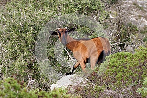 Mallorca, Spain - Sep 2019: a wild goat in nature.