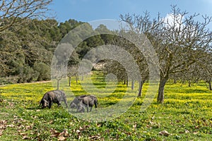 Mallorcan black pigs eating yellow wildflowers