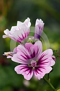 Mallow blossom