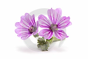 Mallow flower