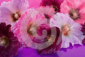 Mallow flower head on white