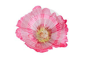 Mallow flower head on white