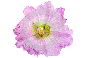 Mallow flower head on white