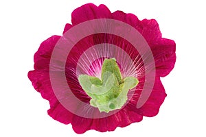 Mallow flower head on white