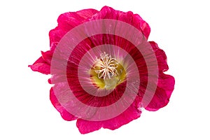 Mallow flower head on white