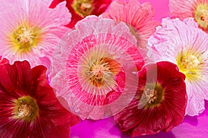 Mallow flower head on white