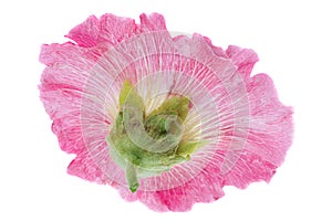 Mallow flower head on white