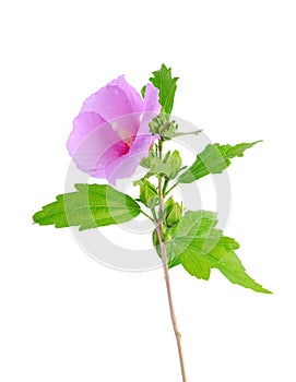 Mallow flower isolated on a white