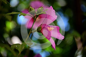 Mallow flower pink