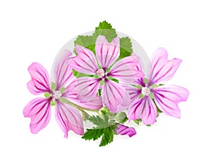 Mallow flowers