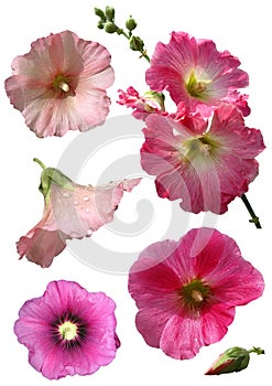 Mallow flowers isolated photo